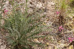 Onobrychis stenorhiza