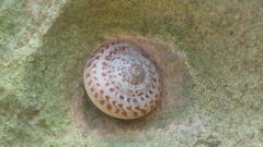 Marmorana melitensis