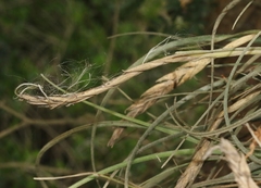 Tillandsia baileyi