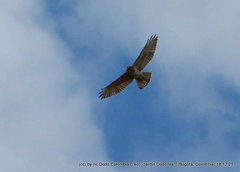 Geranoaetus polyosoma