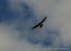 Geranoaetus polyosoma