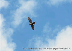 Geranoaetus polyosoma