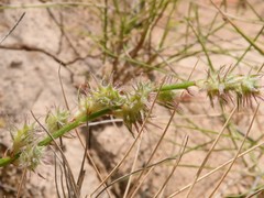 Onobrychis stenorhiza
