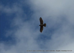 Geranoaetus polyosoma