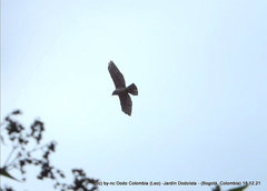 Geranoaetus polyosoma