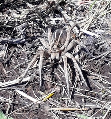 Lycosa pampeana