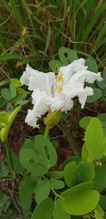Bauhinia petersiana
