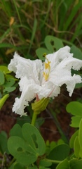 Bauhinia petersiana