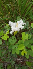 Bauhinia petersiana