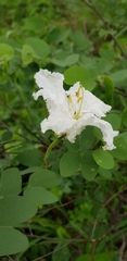 Bauhinia petersiana