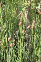 Typha minima