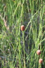 Typha minima