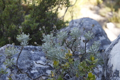 Euryops pectinatus pectinatus
