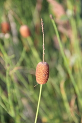 Typha minima