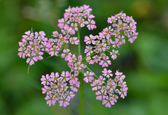 Chaerophyllum roseum