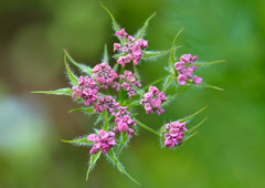 Chaerophyllum roseum