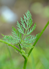 Chaerophyllum roseum