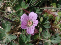 Geranium magellanicum