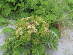 Sonchus grandifolius