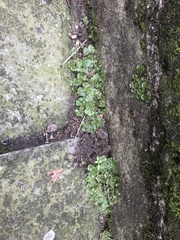 Lunularia cruciata