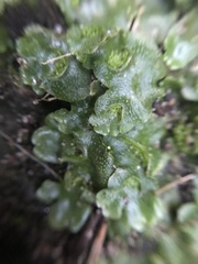 Lunularia cruciata