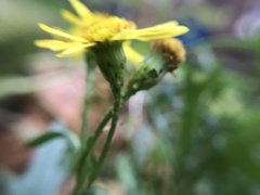 Senecio