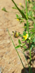 Stylosanthes fruticosa