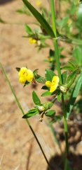 Stylosanthes fruticosa