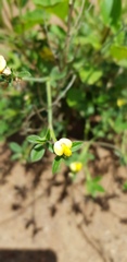 Stylosanthes fruticosa