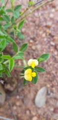 Stylosanthes fruticosa