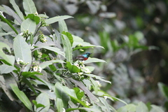 Cinnyris chloropygius