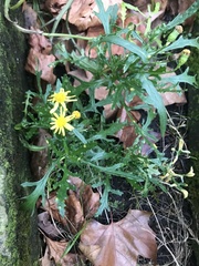 Senecio