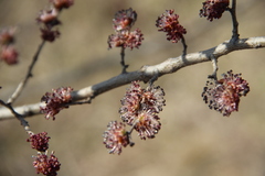Ulmus minor