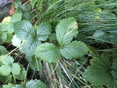 Fragaria
