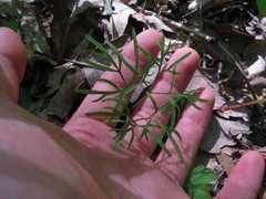 Cardamine dissecta