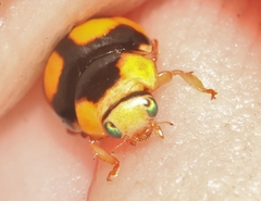 Brachiacantha decora