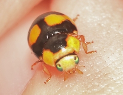 Brachiacantha decora