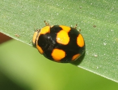 Brachiacantha decora