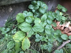 Fragaria