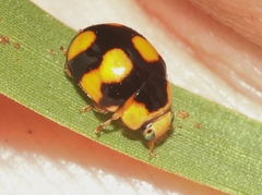 Brachiacantha decora