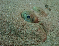 Solea senegalensis