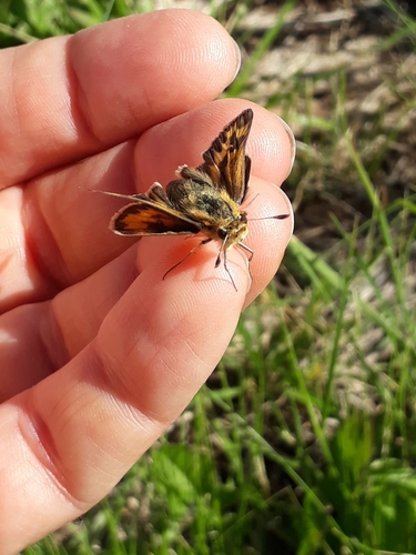 Ancora skipper