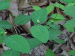 Euphorbia mercurialina