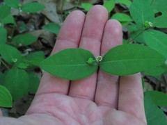 Euphorbia mercurialina