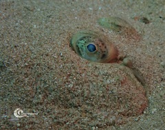 Solea senegalensis