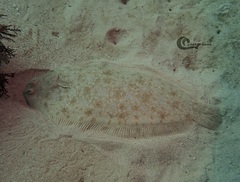 Solea senegalensis