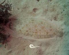 Solea senegalensis