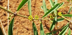 Raphionacme velutina