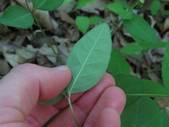Euphorbia mercurialina