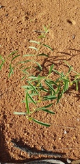 Raphionacme velutina